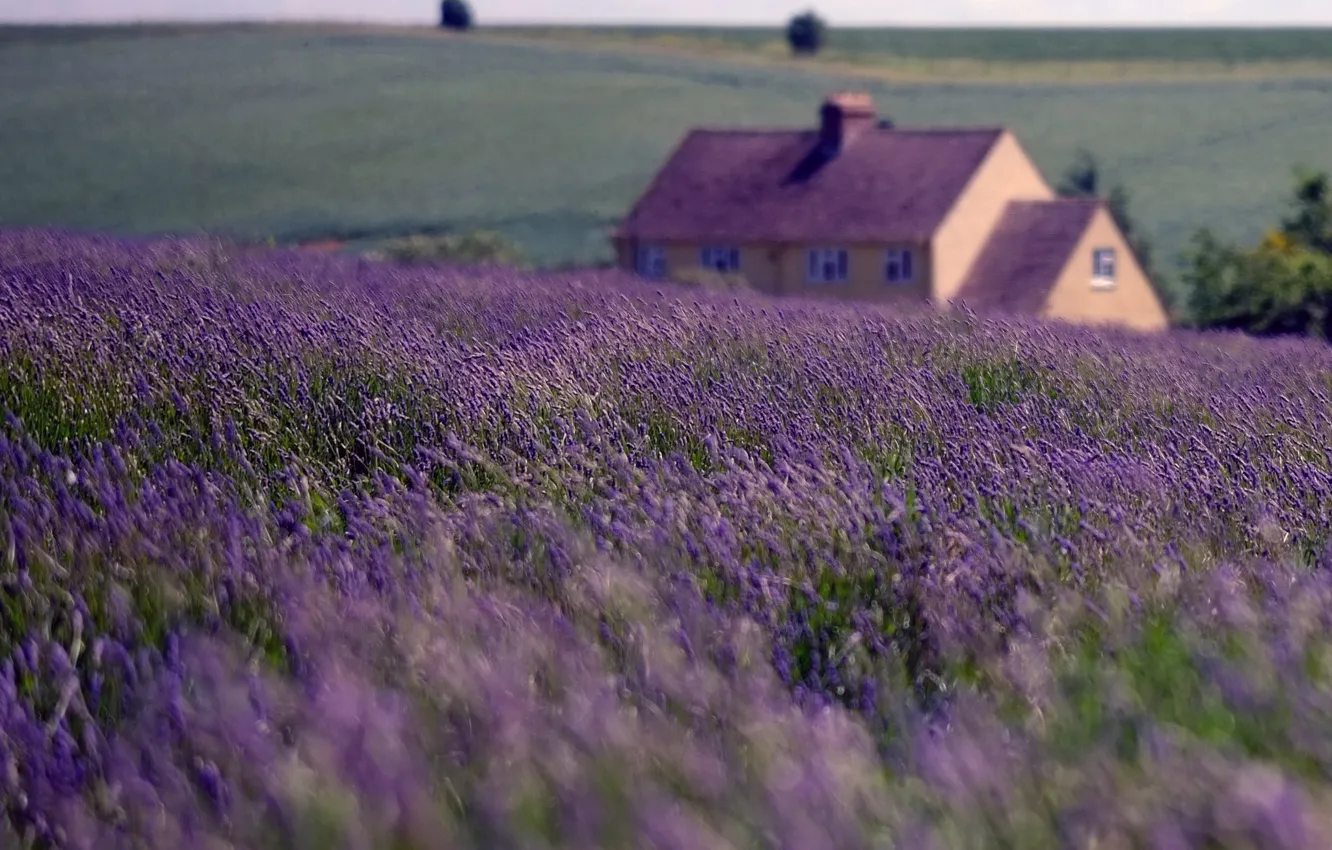 Photo wallpaper field, the sky, clouds, nature, house, England, lavender