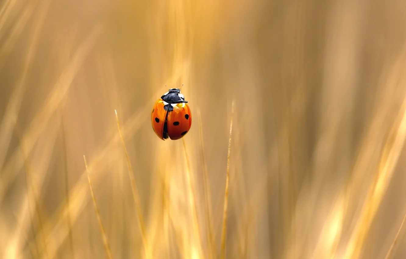 Photo wallpaper nature, plant, insect, ladybug, Of GOD