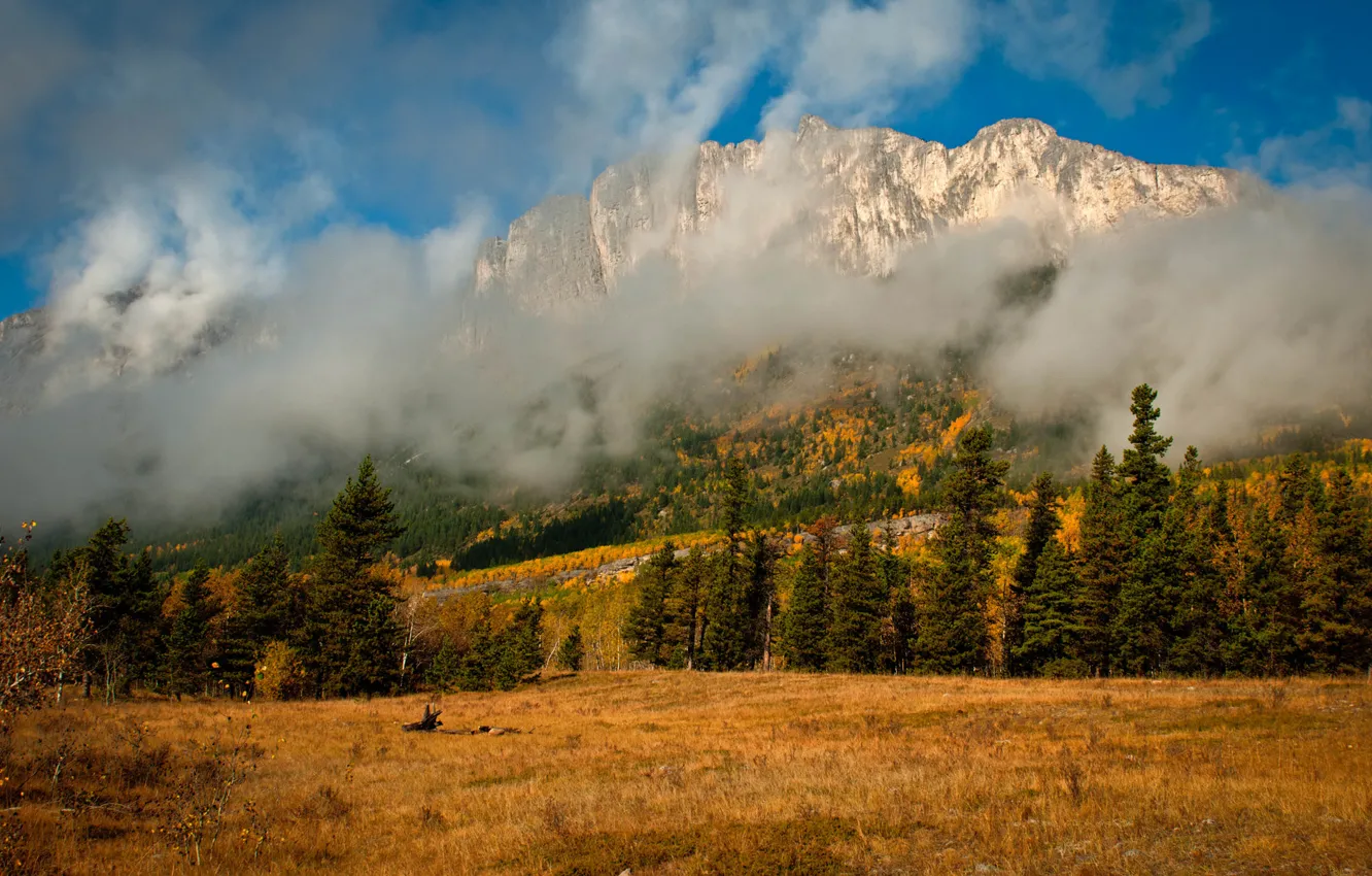 Photo wallpaper autumn, clouds, trees, mountains, nature, fog, spruce, coniferous