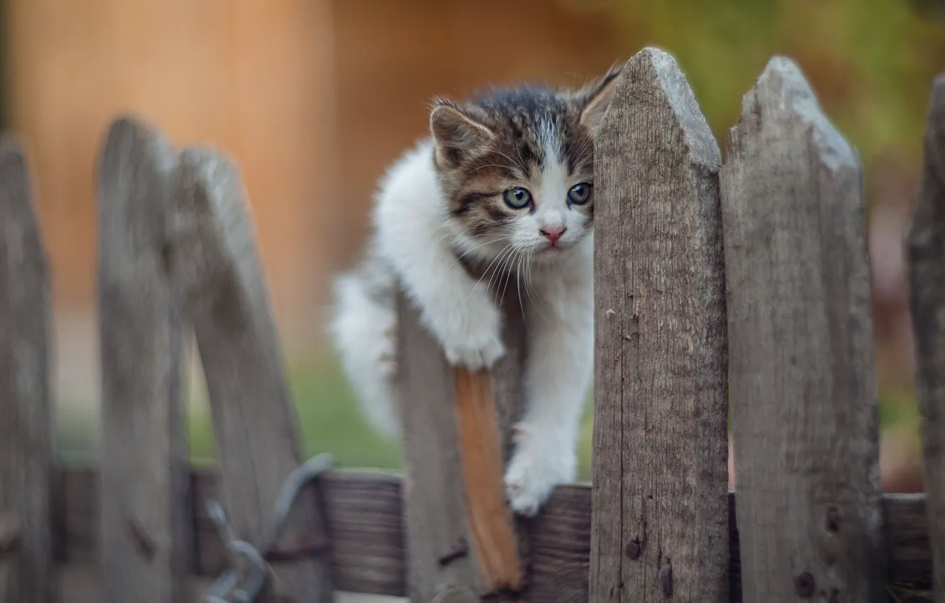 Photo wallpaper nature, animal, the fence, cub, kitty, Yuriy Korotun