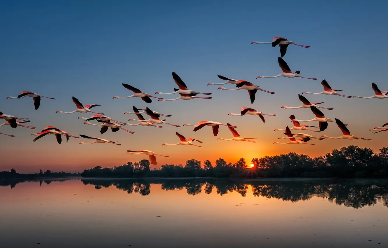 Photo wallpaper the sky, clouds, flight, landscape, nature, animal, horizon, a flock of birds