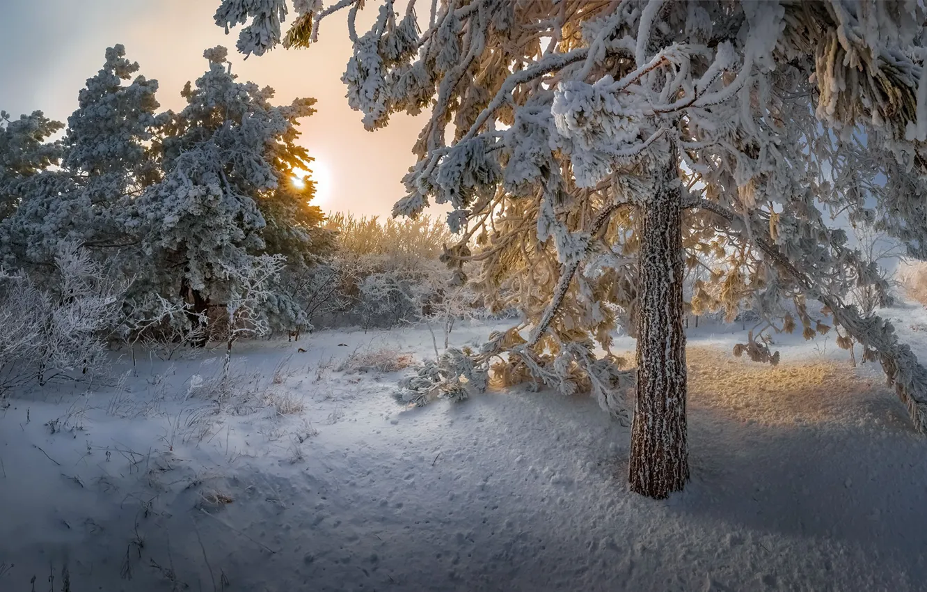 Photo wallpaper winter, forest, snow
