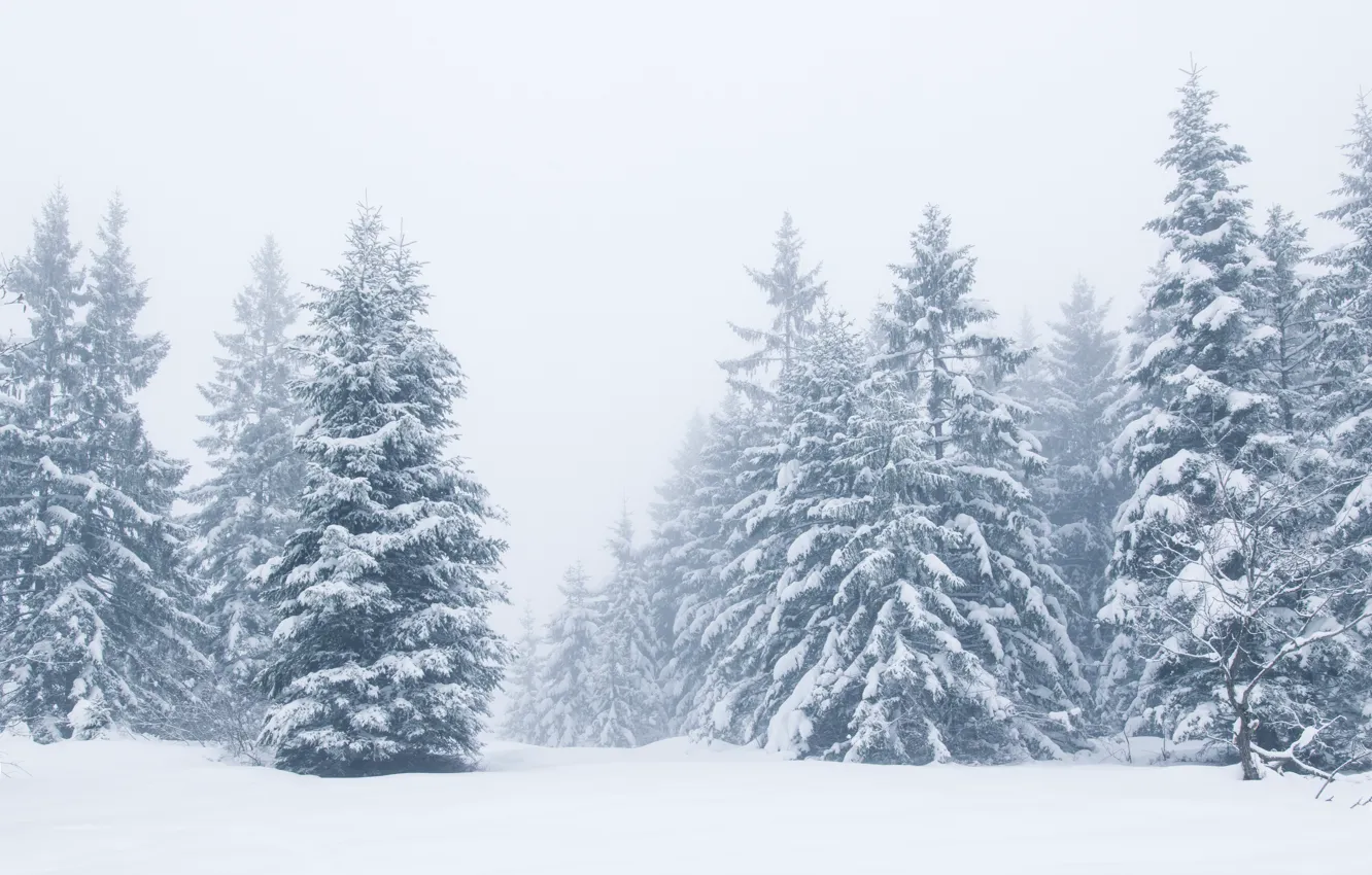Photo wallpaper winter, snow, trees, landscape, winter, tree, landscape, beautiful