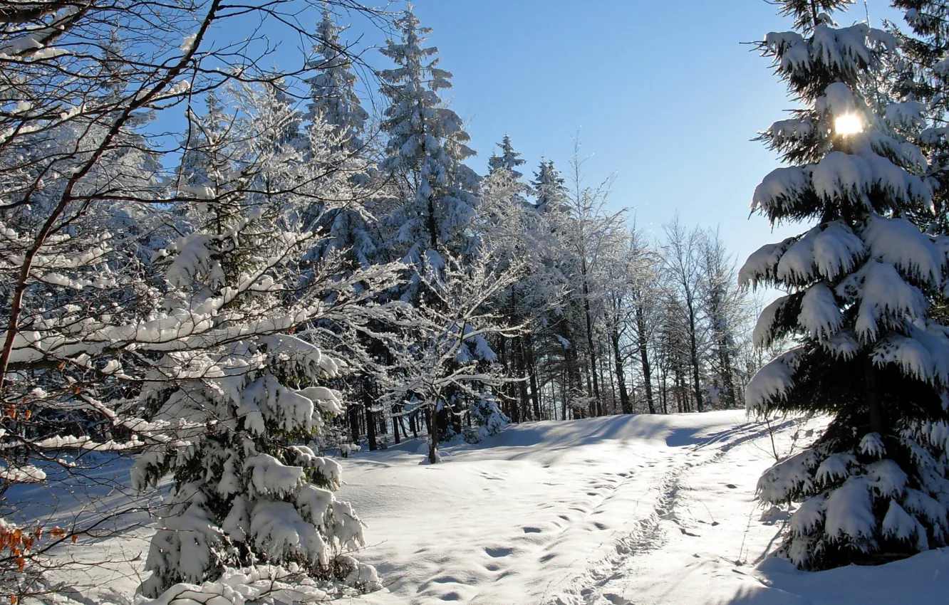 Photo wallpaper winter, snow, trees, traces, nature, photo, spruce