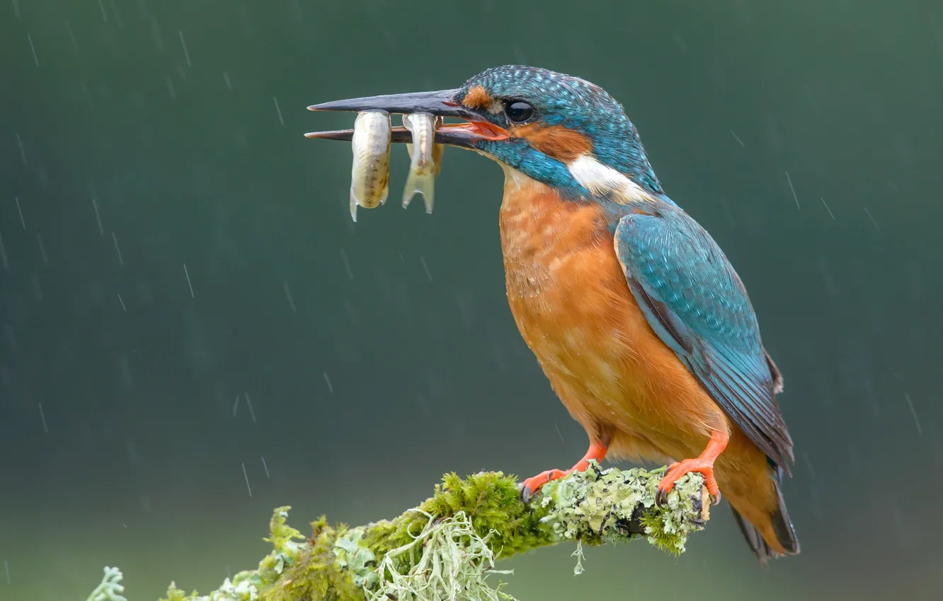 Photo wallpaper branches, green, background, rain, bird, moss, fish, beak