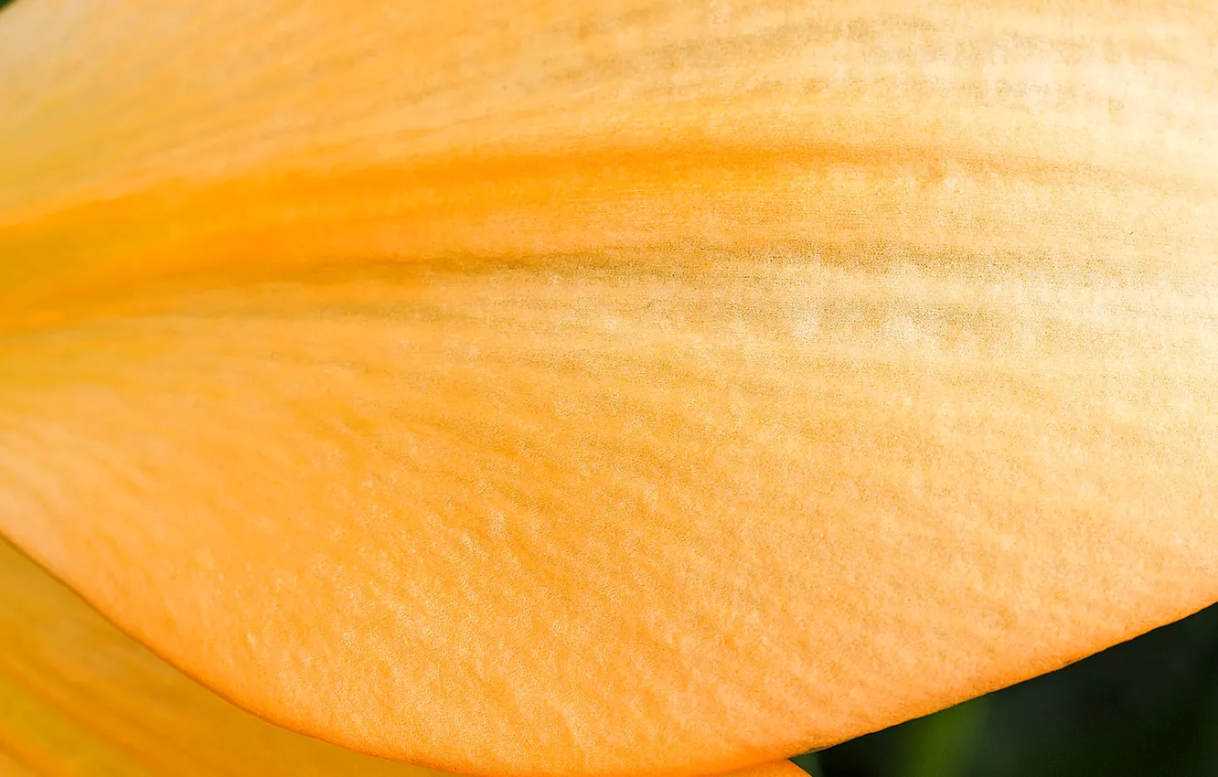 Photo wallpaper flowers, nature, texture, petals