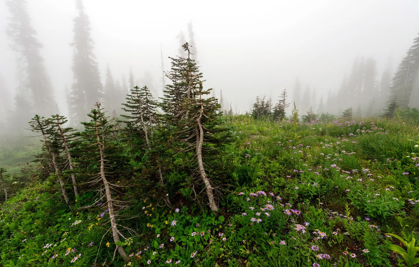 Photo wallpaper trees, flowers, nature, fog