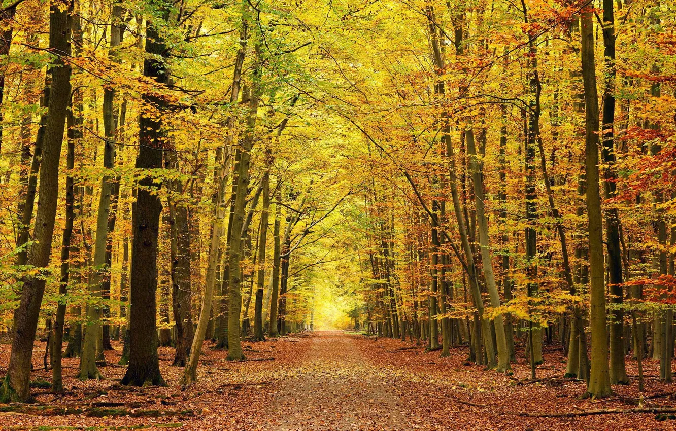 Photo wallpaper road, autumn, forest, leaves, beautiful
