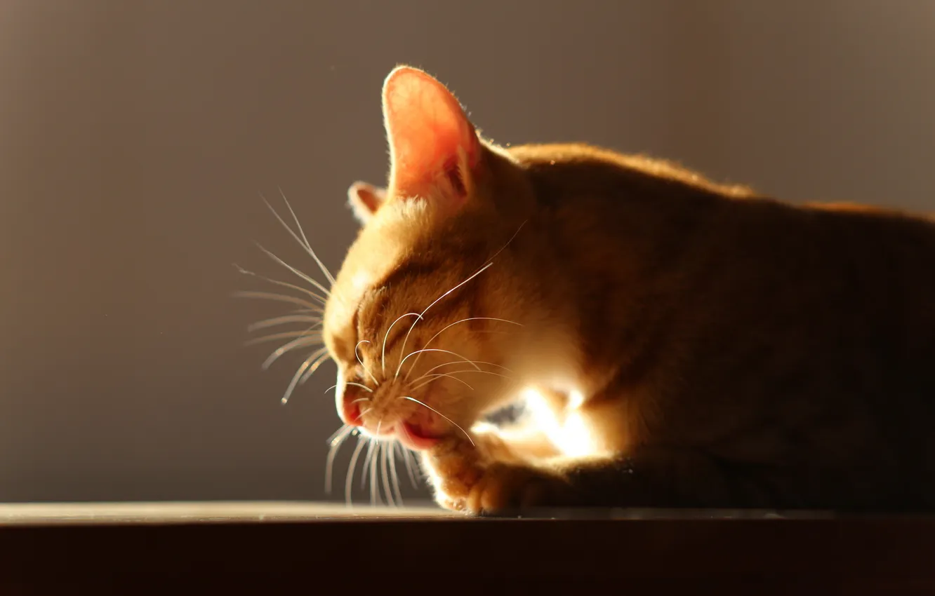 Photo wallpaper cat, light, background