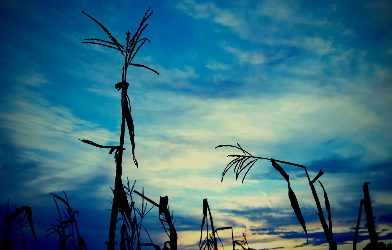 Photo wallpaper grass, nature, photo, shadow, plants, the evening, picture. color, leaves. the sky. clouds