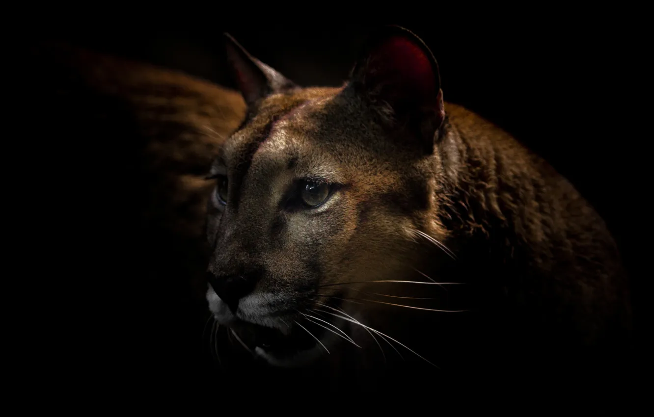 Photo wallpaper look, predator, Puma, wild cat, mountain lion, Cougar