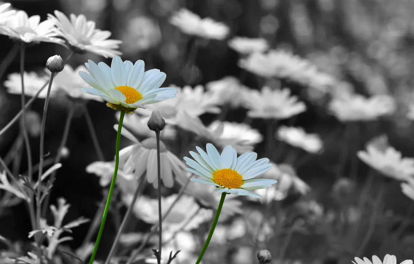 Photo wallpaper field, macro, chamomile, petals, stem, meadow