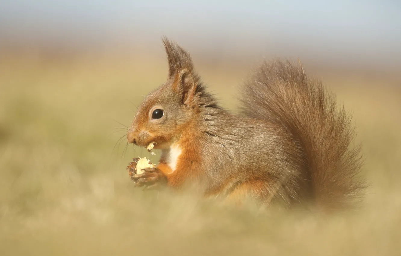 Photo wallpaper protein, red, nuts