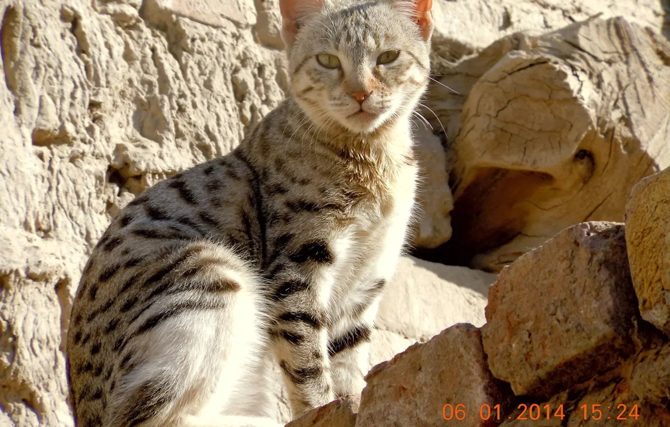 Photo wallpaper wall, cat