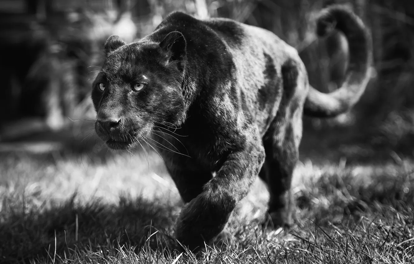 Photo wallpaper face, predator, Panther, black and white, wild cat, black leopard