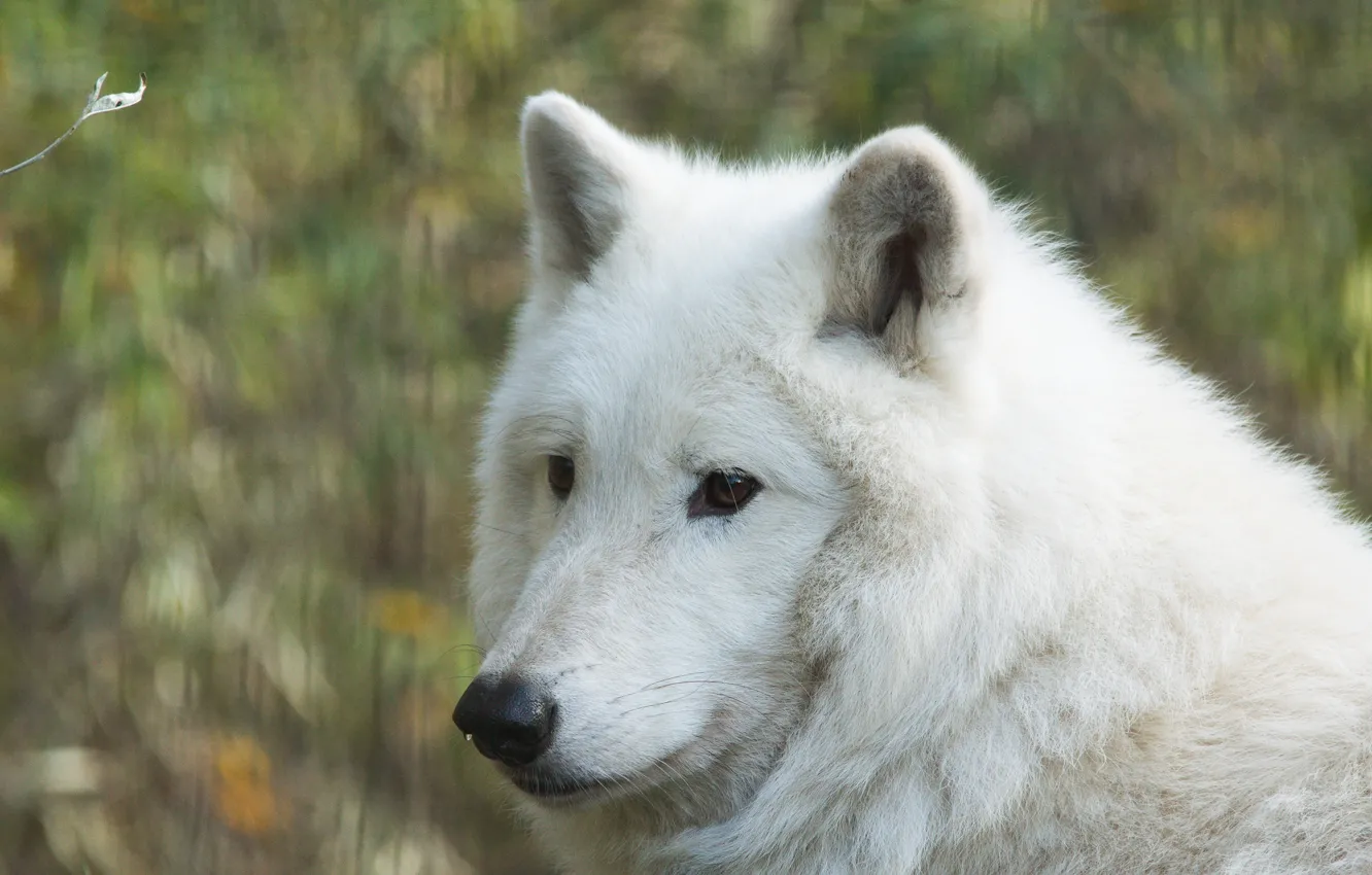 Photo wallpaper face, wolf, portrait, Wolf Hudson