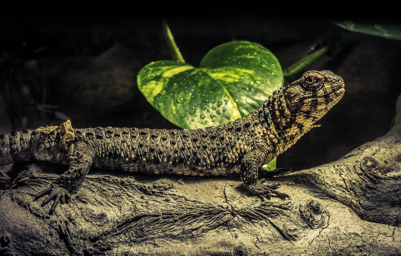 Photo wallpaper look, drops, trees, leaf, lizard, log, bark, black background