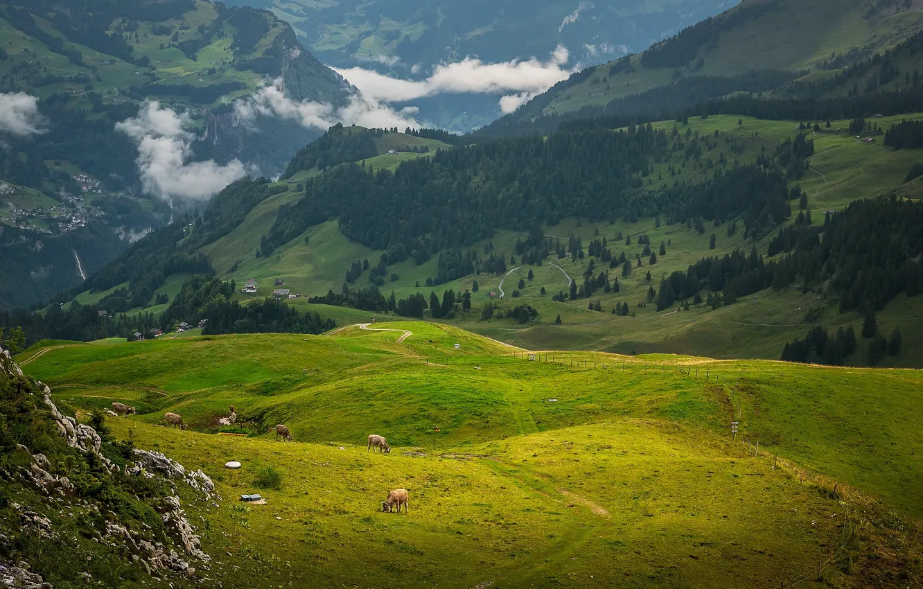 Photo wallpaper field, forest, clouds, stones, hills, dal, cows, slope