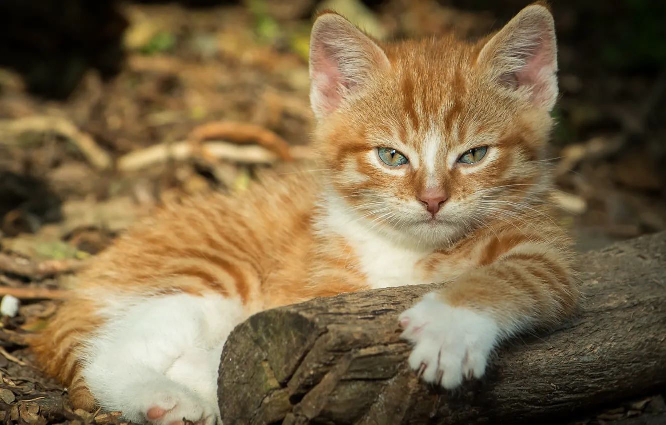 Photo wallpaper cat, look, light, nature, pose, legs, muzzle, lies