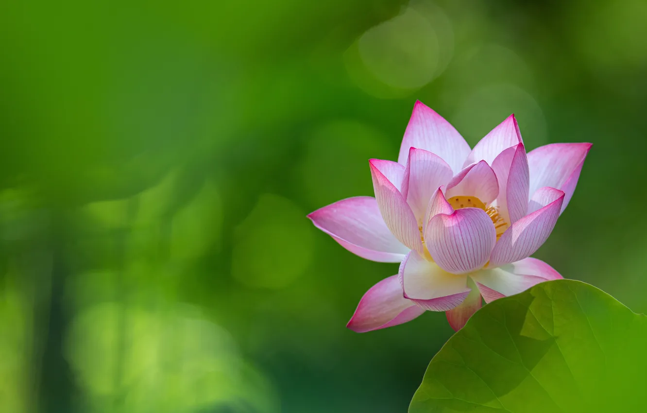 Photo wallpaper background, petals, Lotus