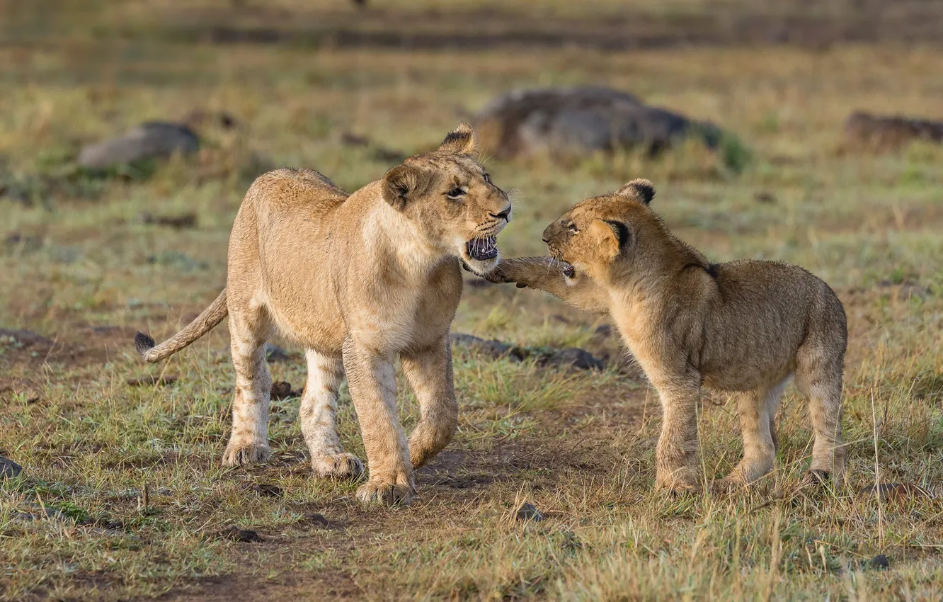 Photo wallpaper field, grass, pose, two, Leo, mouth, pair, lioness