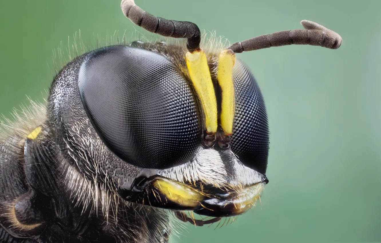 Photo wallpaper eyes, nature, insect