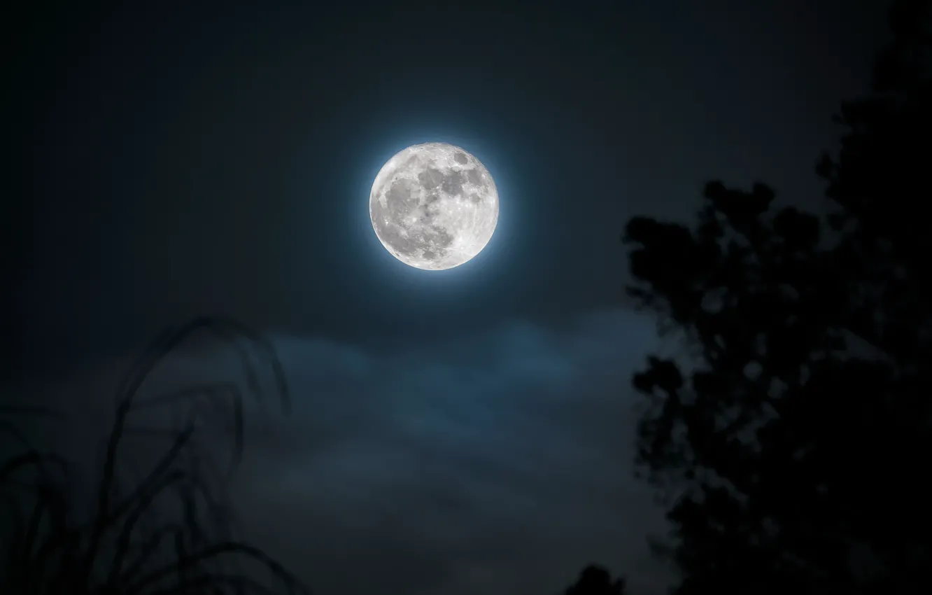 Photo wallpaper the sky, clouds, night, nature, tree, the moon, the full moon, Douglass Clem