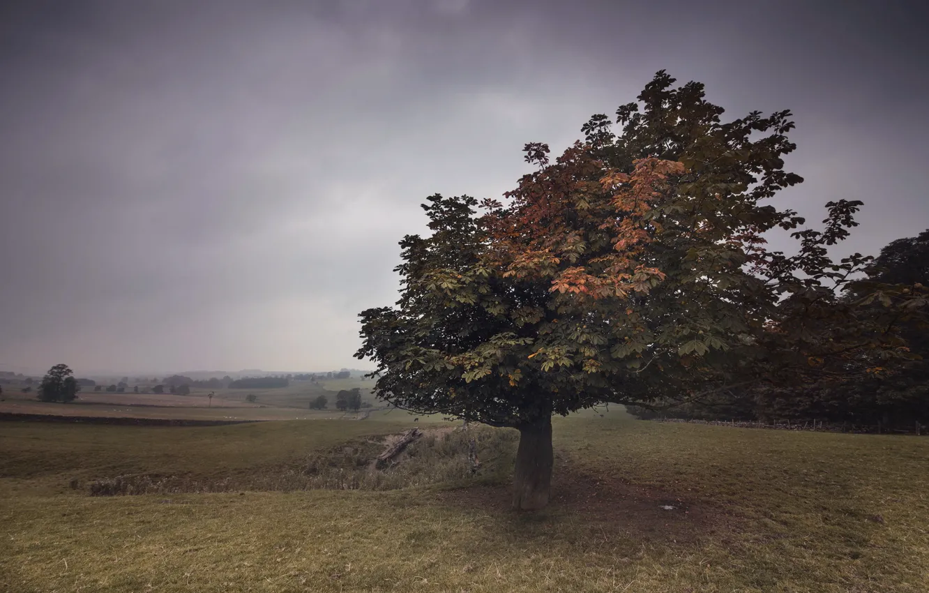 Photo wallpaper field, trees, nature