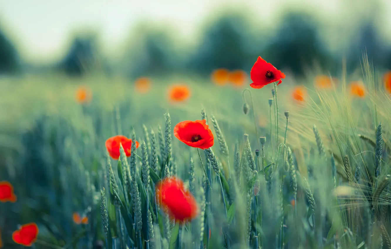 Photo wallpaper field, flowers, red, Maki, ears