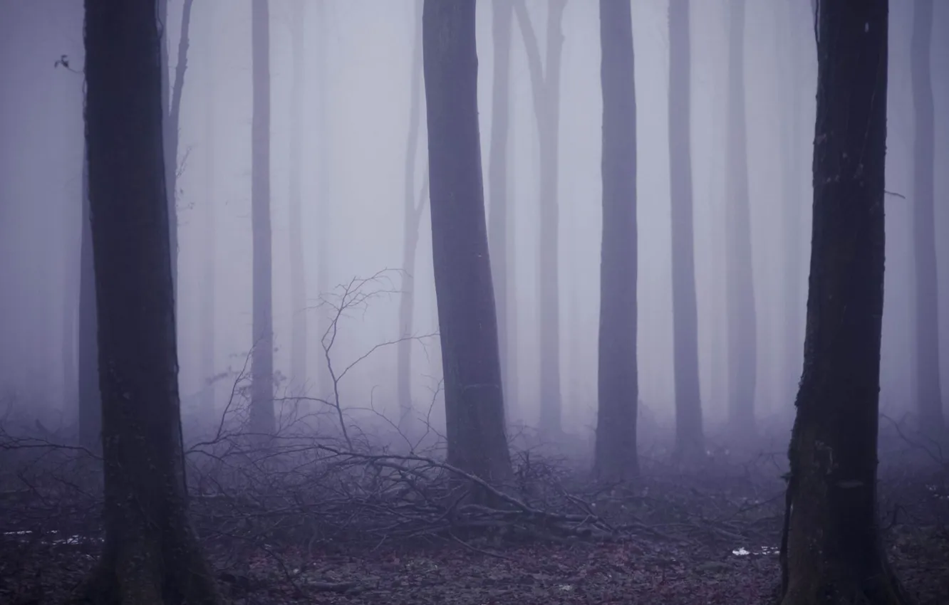 Photo wallpaper forest, trees, nature, fog, the darkness, plant, twilight