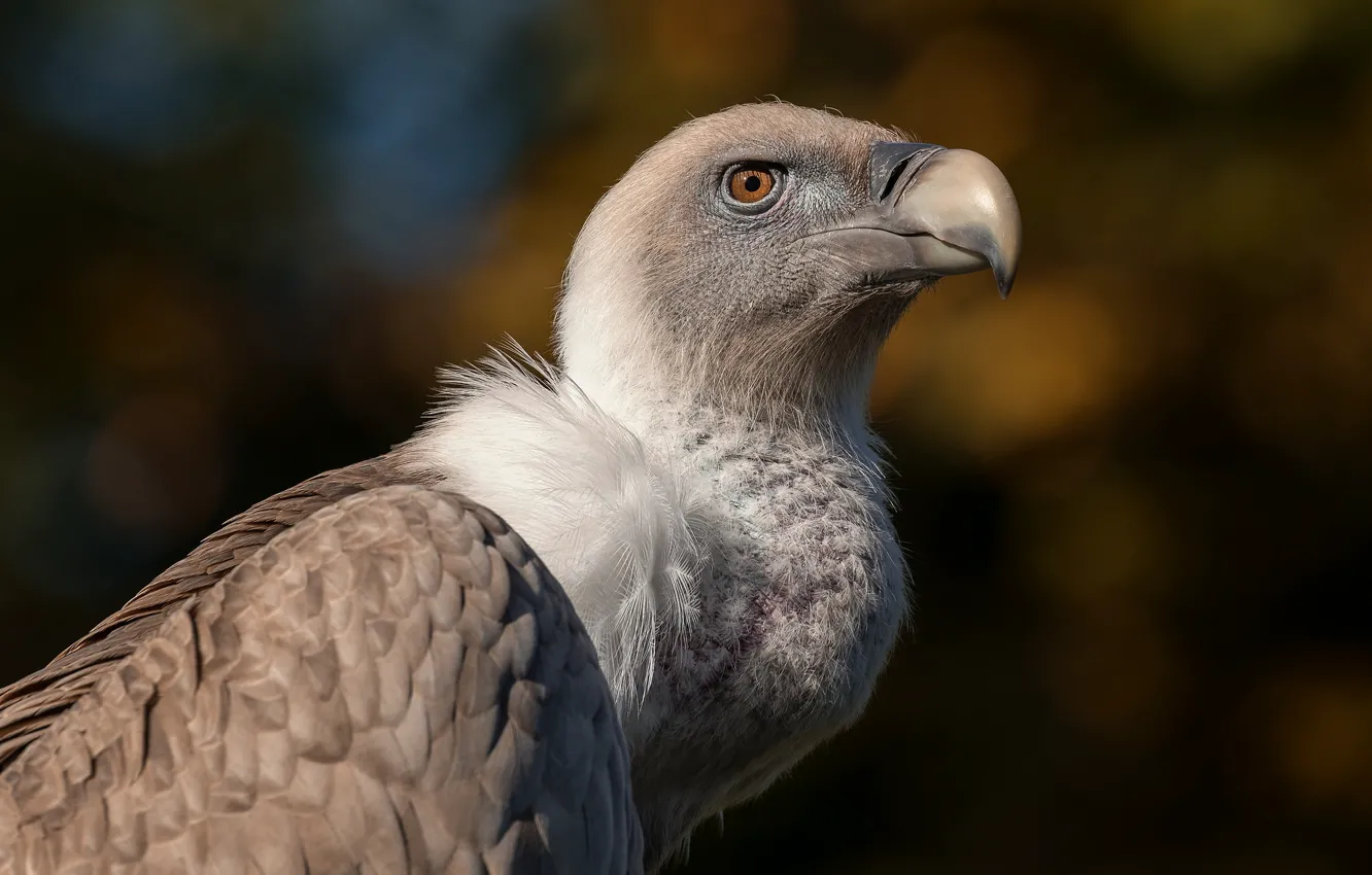 Photo wallpaper look, bird, beak