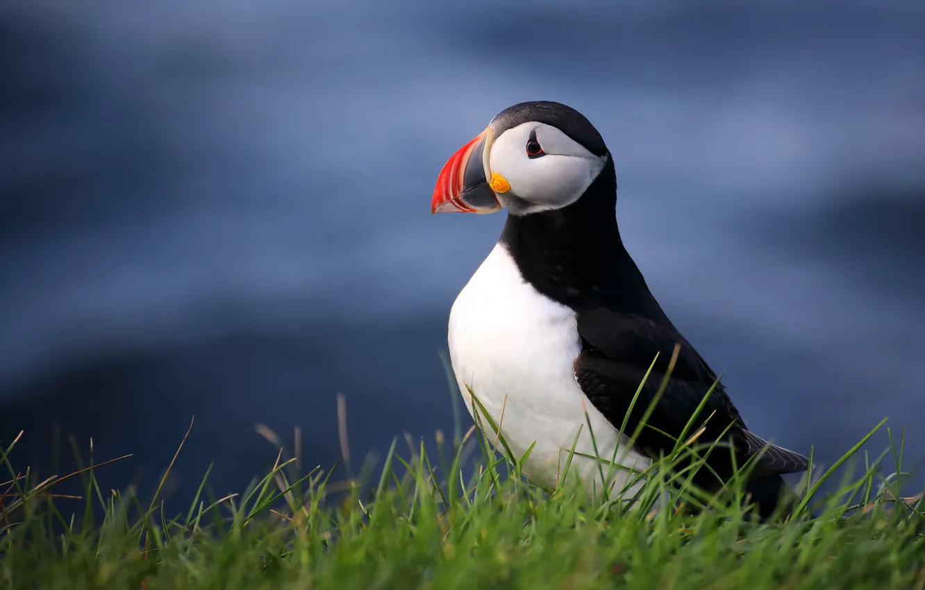 Photo wallpaper bird, stalled, blue background