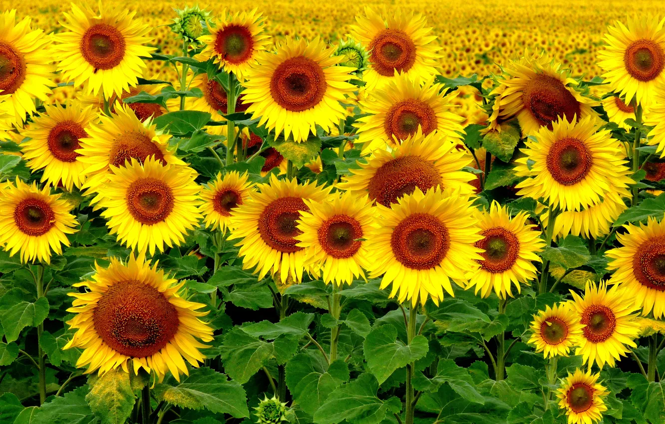 Photo wallpaper Field, Summer, Sunflowers, Summer, Field, Sunflowers
