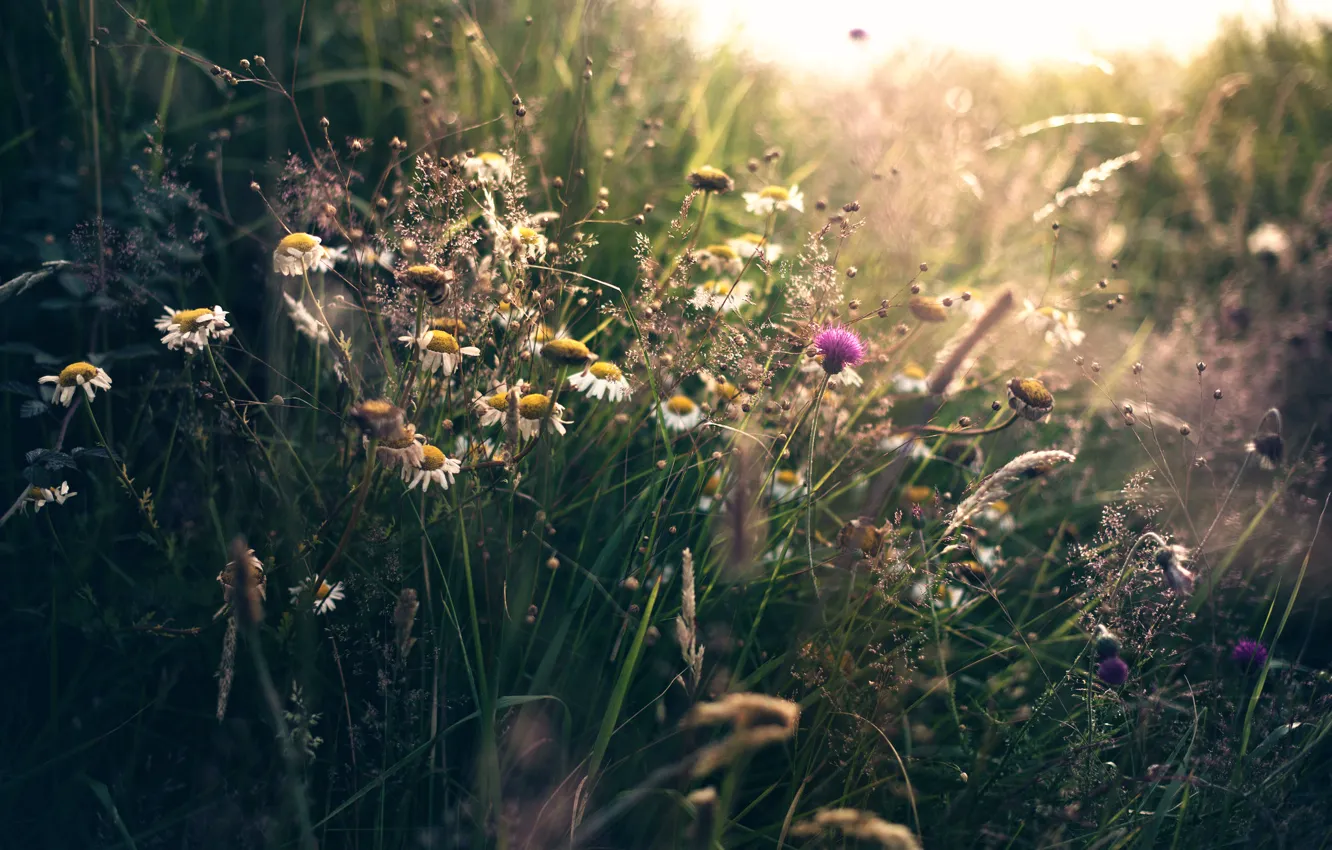 Photo wallpaper summer, grass, wildflowers