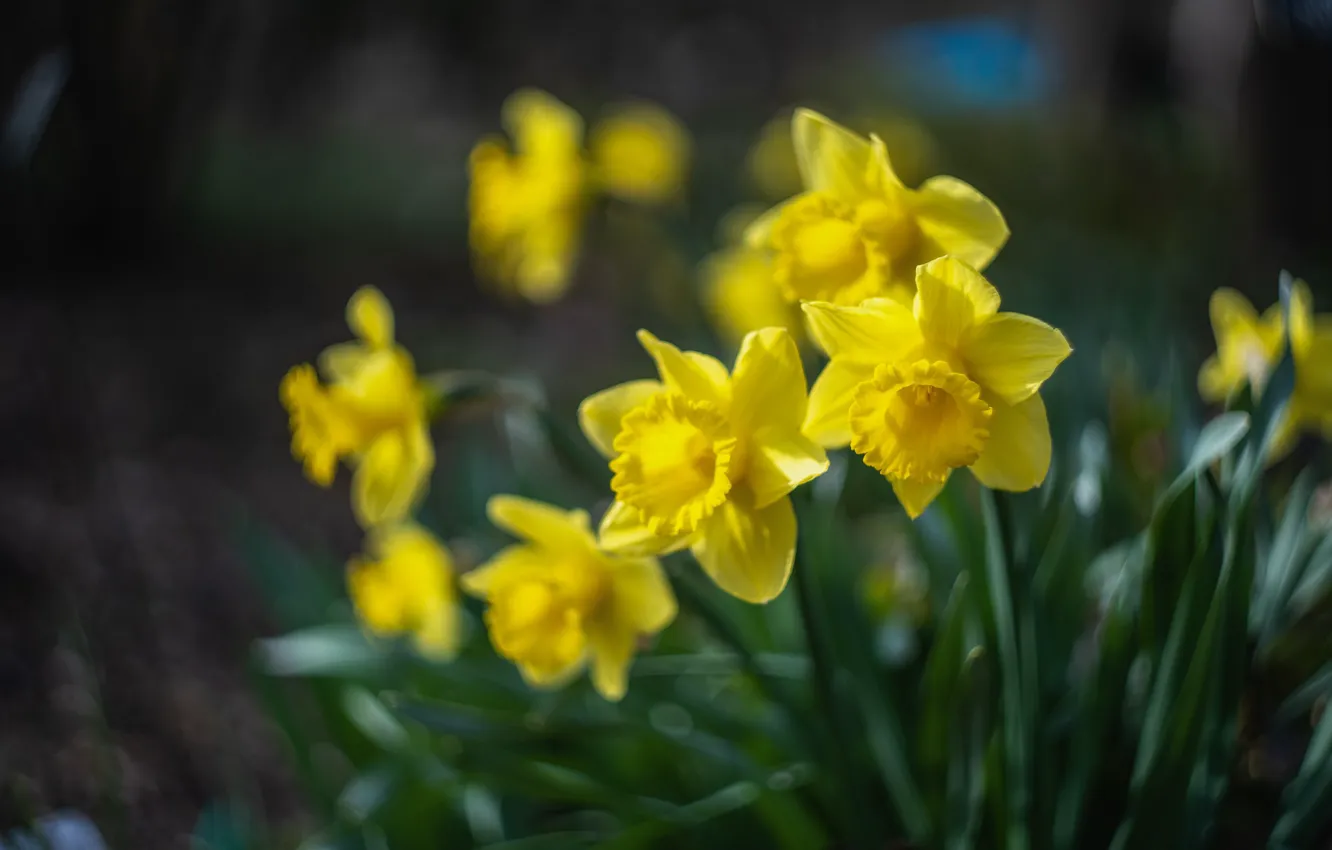 Photo wallpaper flowers, spring, daffodils
