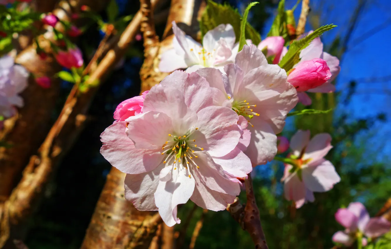 Photo wallpaper the sky, macro, light, flowers, branches, cherry, blue, spring
