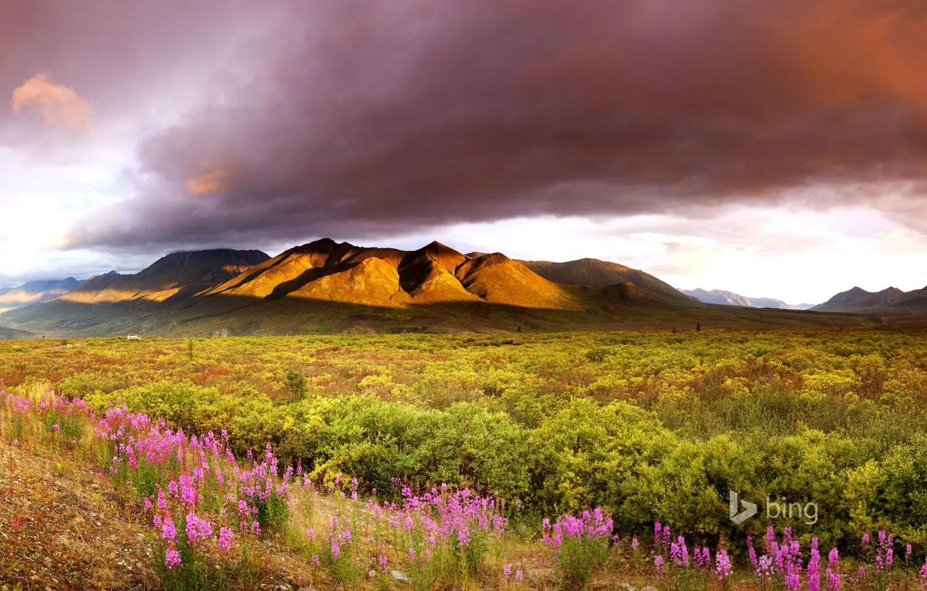 Photo wallpaper the sky, clouds, flowers, mountains, valley, Canada, Yukon