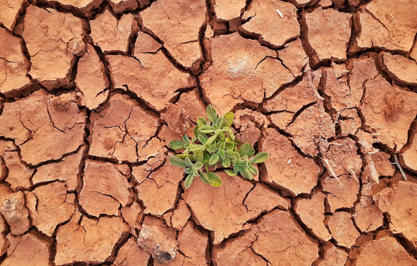 Photo wallpaper cracked, Wallpaper, plant, drought, wallpaper, picture, drought, picture
