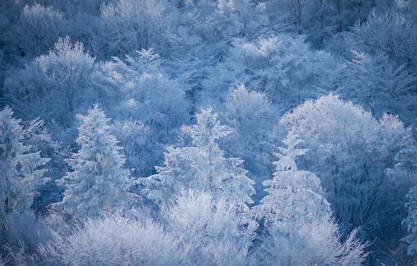 Photo wallpaper winter, frost, forest, light, snow, trees, nature, ate