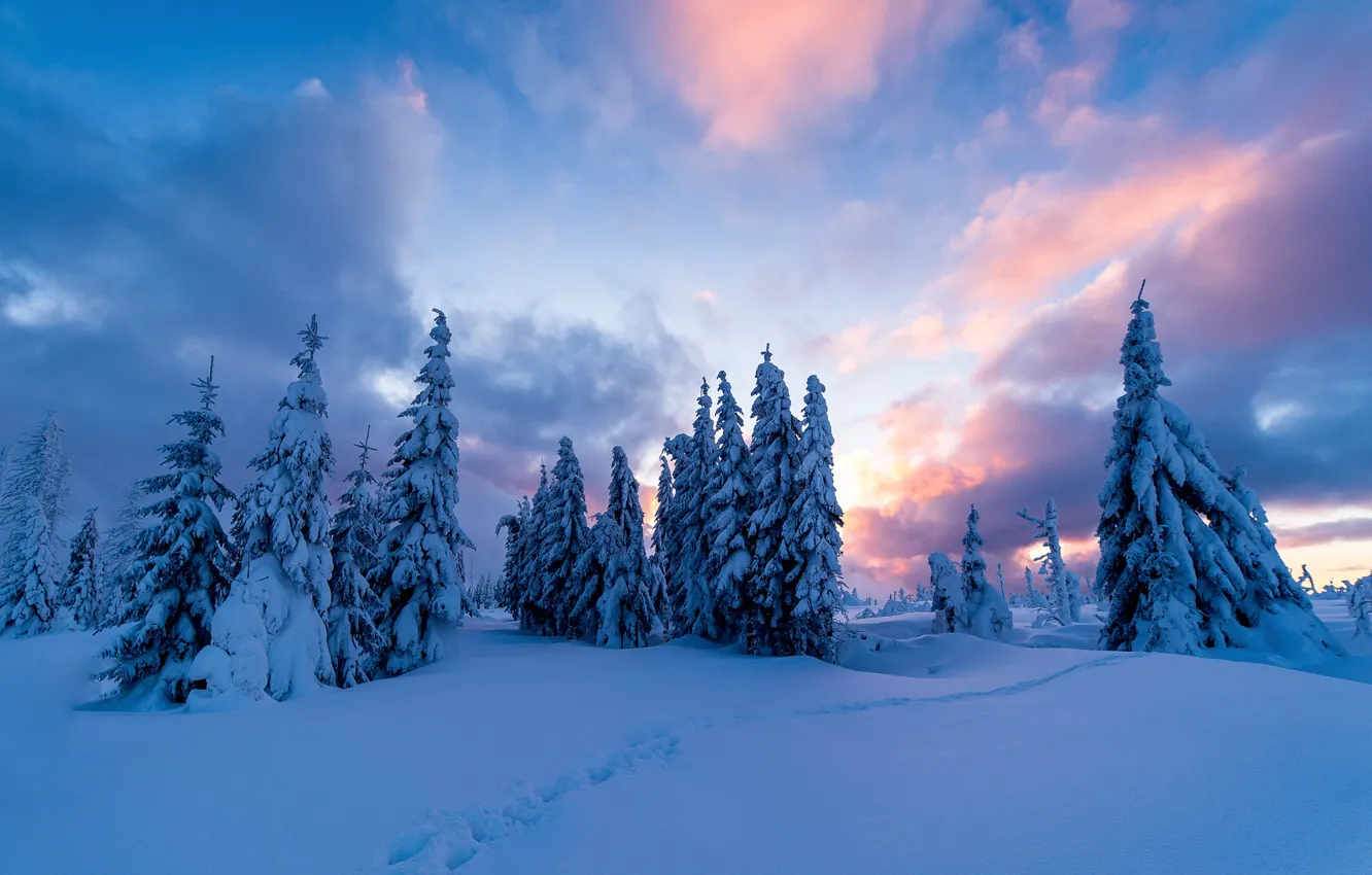 Photo wallpaper winter, forest, the sky, clouds, snow, traces, blue, the snow