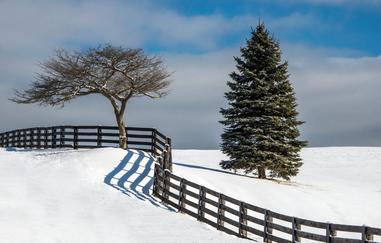 Photo wallpaper winter, snow, tree, the fence, tree