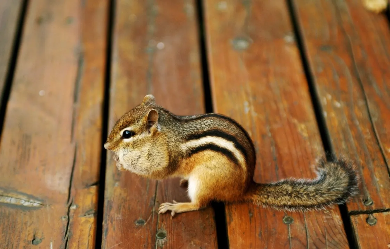 Photo wallpaper Board, Chipmunk, rodent