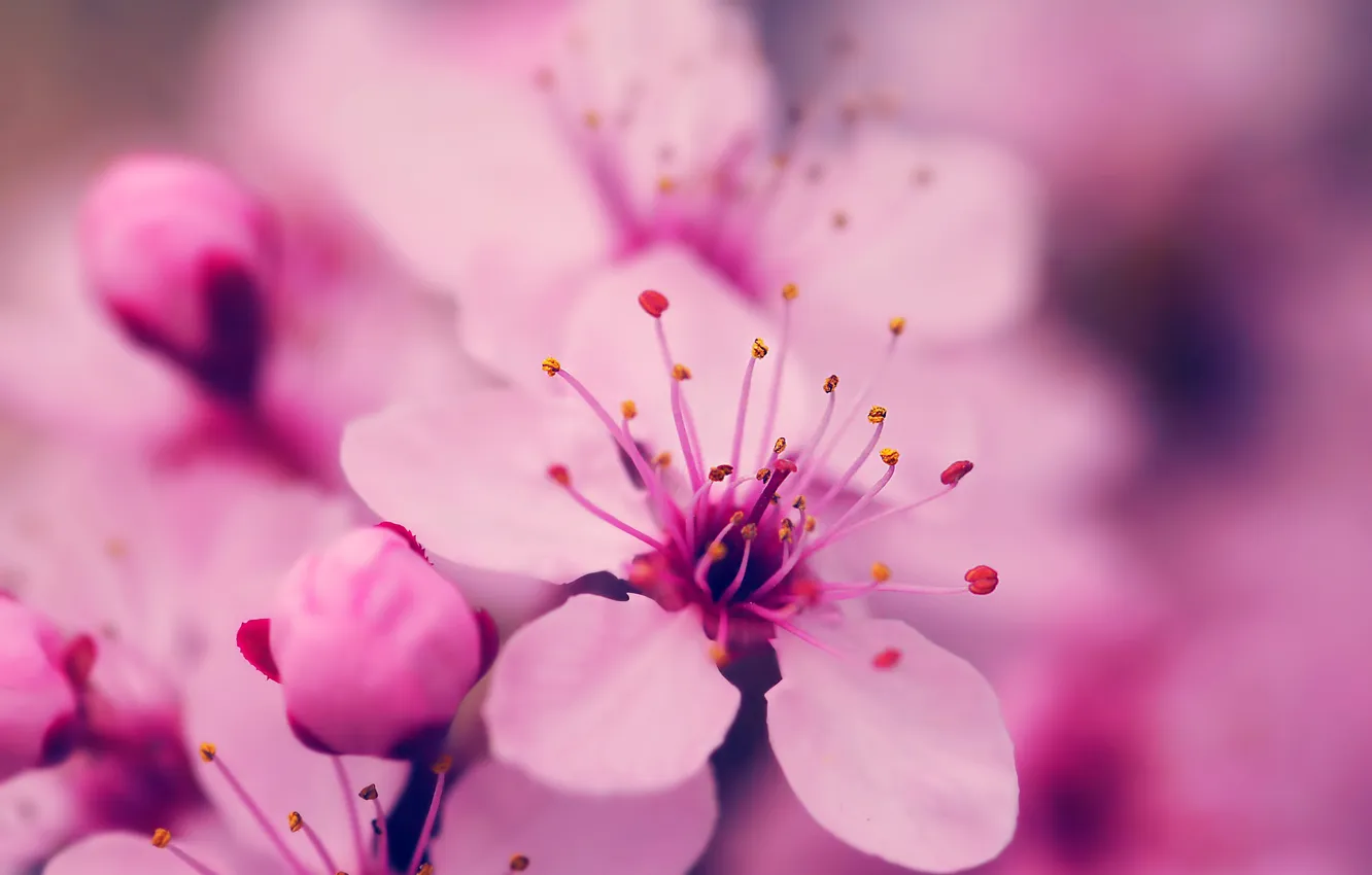 Photo wallpaper flowers, petals, stamens