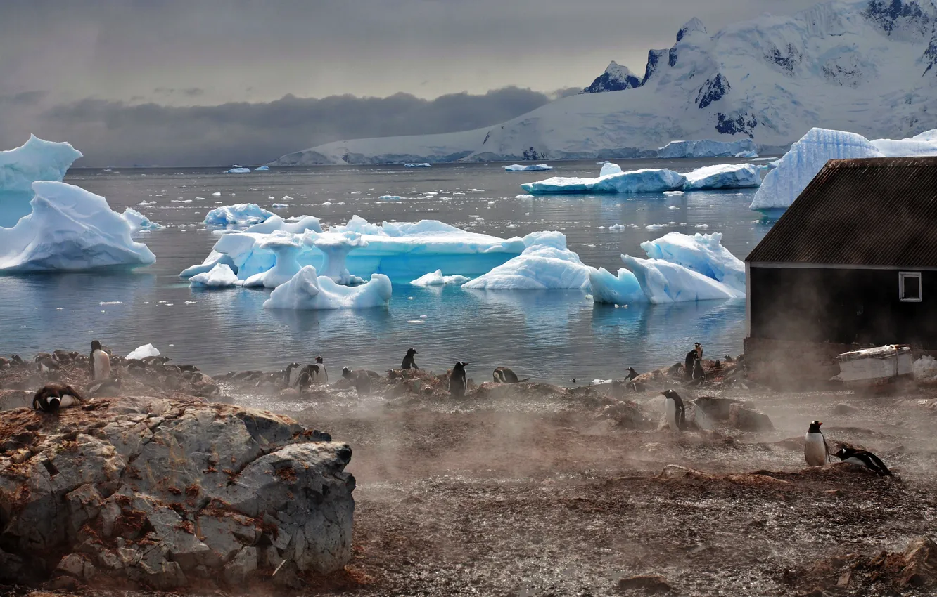 Photo wallpaper water, fog, house, the atmosphere, Penguins, glaciers