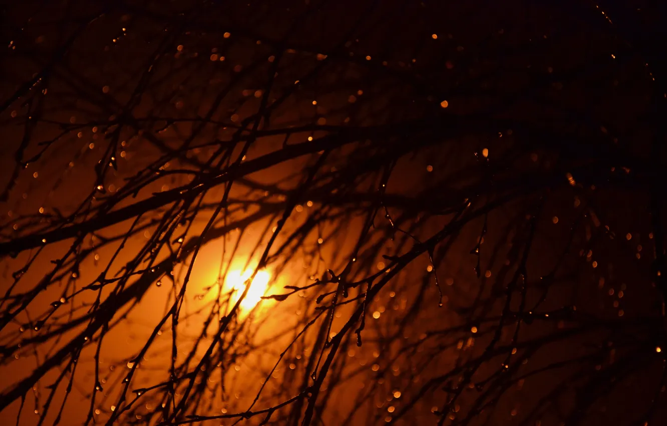 Photo wallpaper water, the sun, drops, sunset, branches