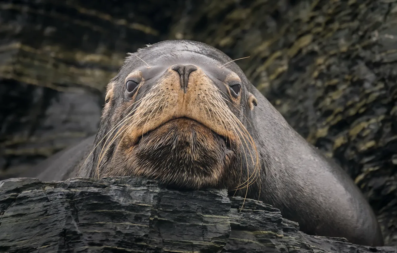Photo wallpaper nature, background, seal
