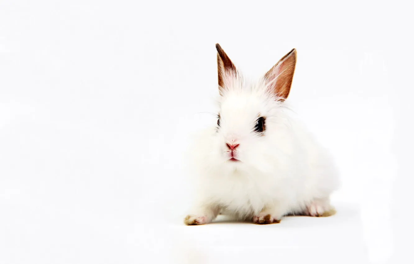 Photo wallpaper white, background, rabbit, ears