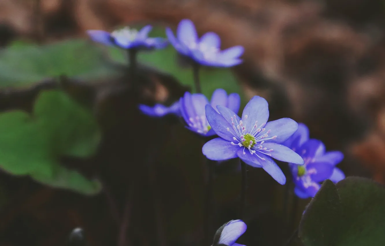 Photo wallpaper flower, blue, spring, morning, flower, blue, morning, spring