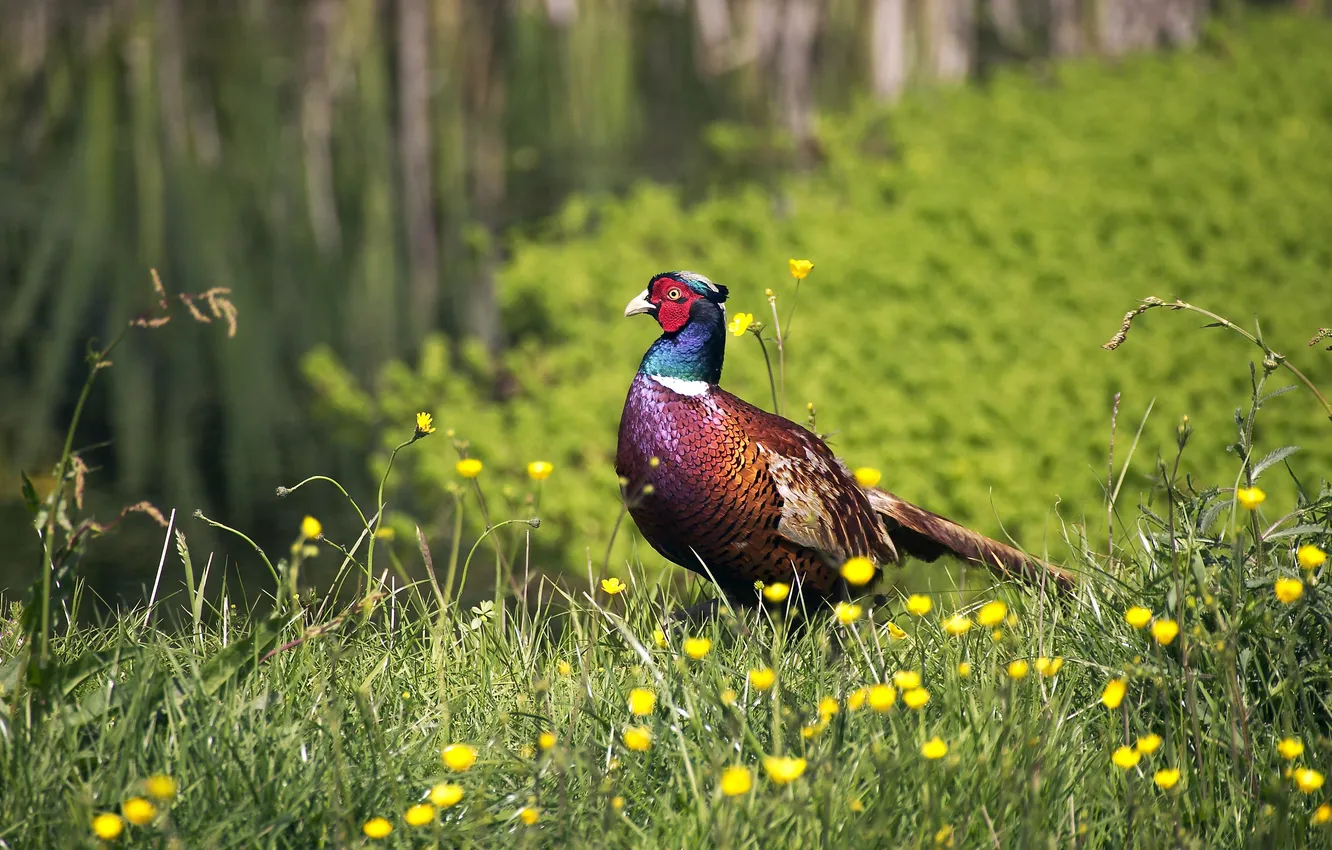 Photo wallpaper grass, flowers, bird, France, France, Lower Normandy, Common pheasant, Lower Normandy