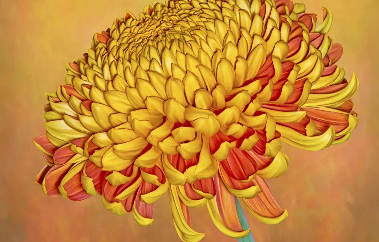 Photo wallpaper background, chrysanthemum, brown flower